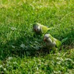 a couple of birds that are standing in the grass